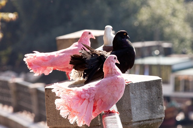 面對挑戰 面對挑戰